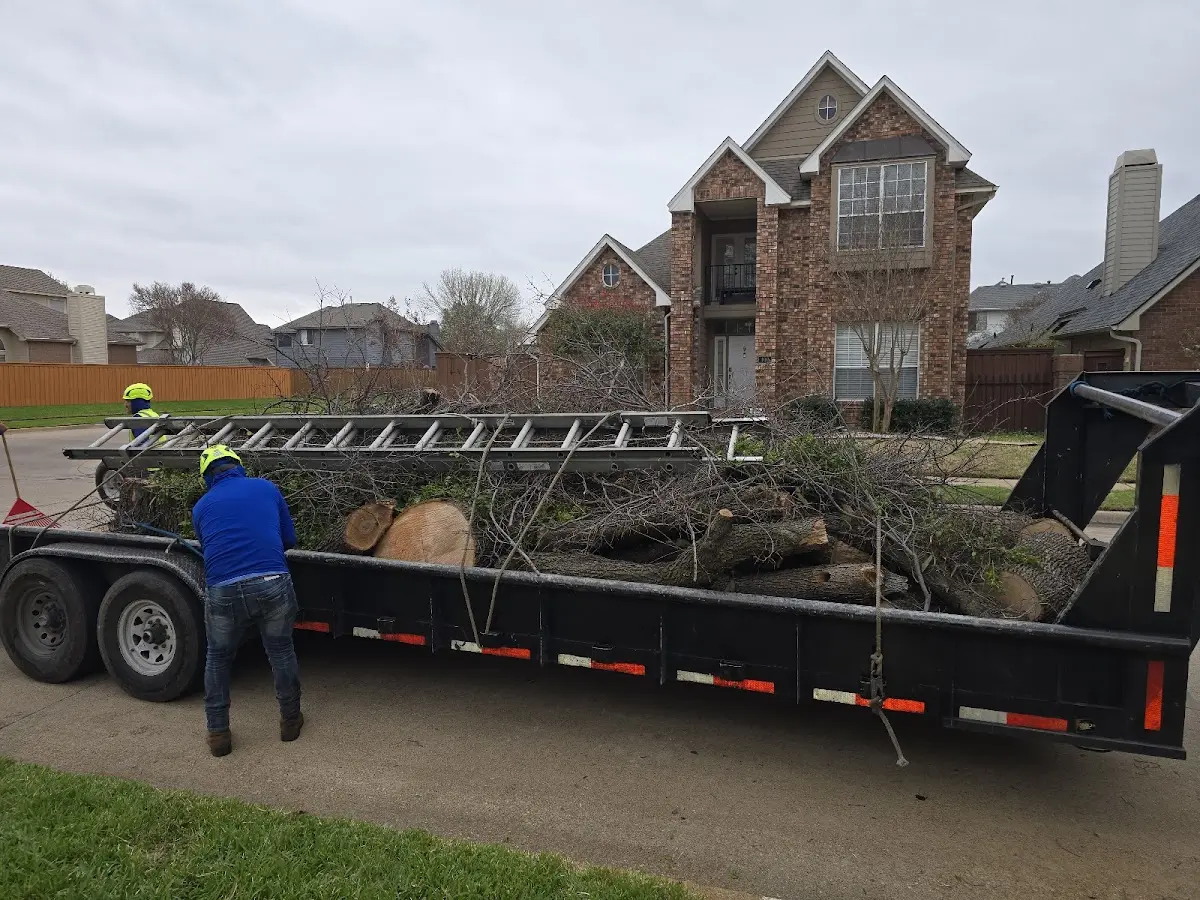 Expert Tree Pest Control with proper safety equipment in Verona